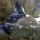 Illustration for article titled Aquarium Creates Special Sex Rooms for Shy Penguins
